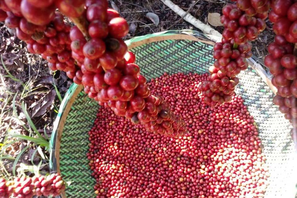 Começa hoje o maior concurso de qualidade do café Robusta Amazônico 
