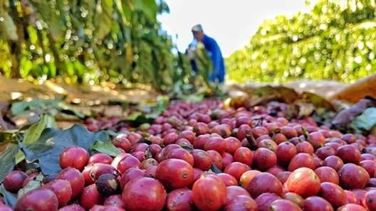 Safra de café deve registrar aumento de 16,8% em 2022, diz Conab