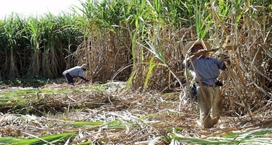 Conab indica Cana-de-açúcar deve ter aumento de produção 