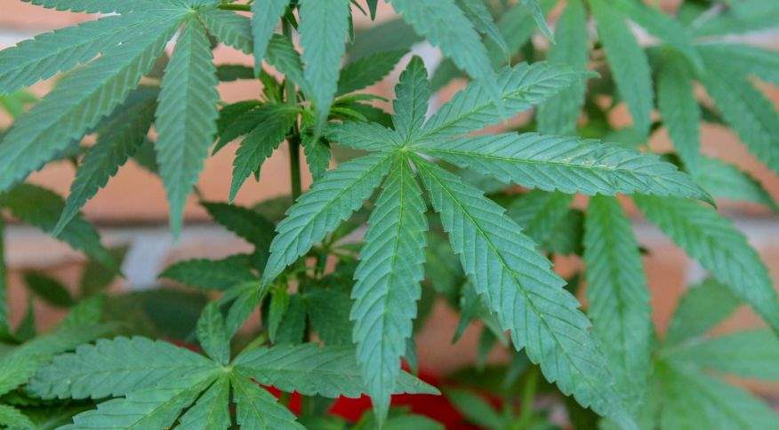 Novo estudo diz que fumar maconha causa envelhecimento precoce do corpo