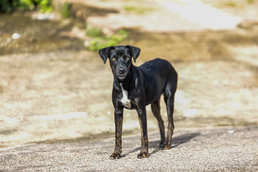 Campanha para imunizar cães e gatos começa nesta segunda-feira (20)
