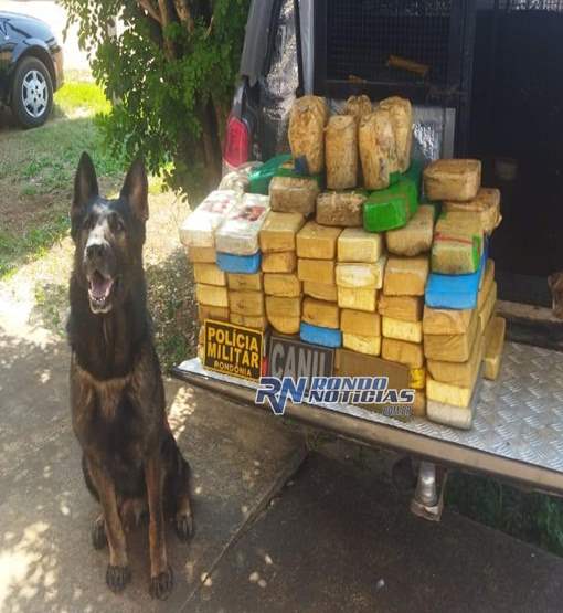 Motorista cai na BR- 425 com cocaína e caixa de stevia vindos da Bolívia 