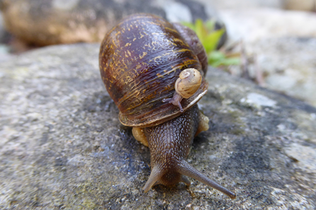 Caracol indiano perigoso é confirmado em om pelo menos 07 estados brasileiros