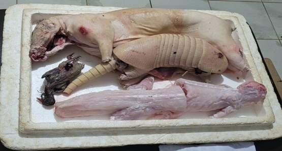 Caçadores são presos com animais silvestres abatidos em blitz da BPA 
