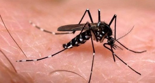 
Cepa da dengue mais contagiosa e inédita no Brasil é detectada em cidade de Goiás