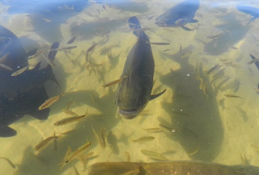 Tambaqui entra no período do defeso; pesca fica proibida até março de 2023
