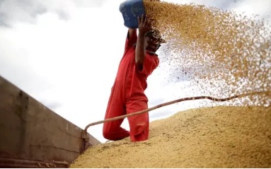 Cinco municípios de RO produzem mais de 50% da soja do estado, aponta IBGE
