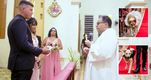 
Padre critica noivos por levarem cães como pajem e encerra cerimônia sem bênção final