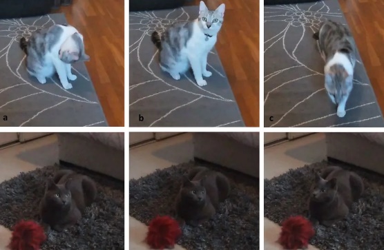  Estudo aponta que felinos entendem quando humanos falam diretamente com eles
