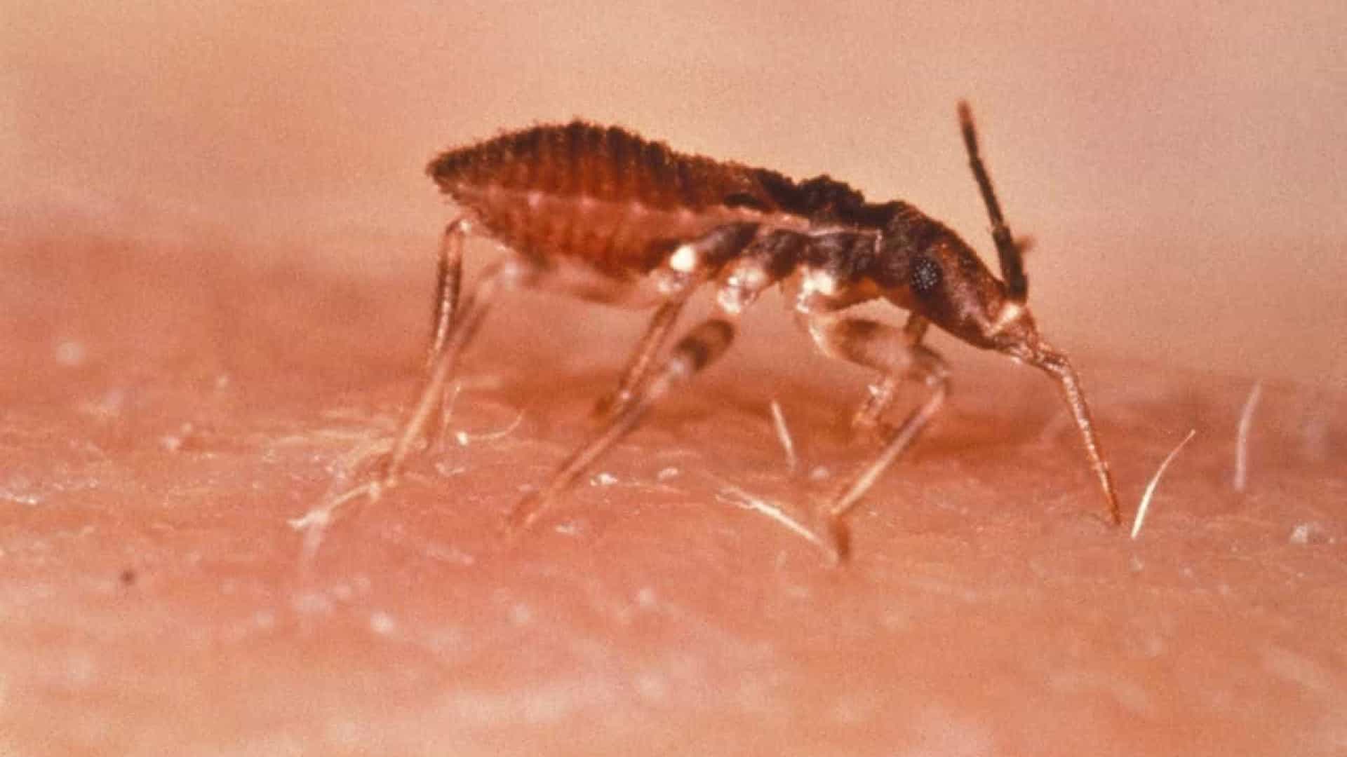 Cerca de 1,2 milhão de brasileiros têm Chagas, mas a maioria desconhece
