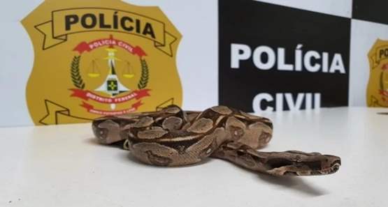 Traficante usava jiboia para cobrar dívida de usuários de drogas