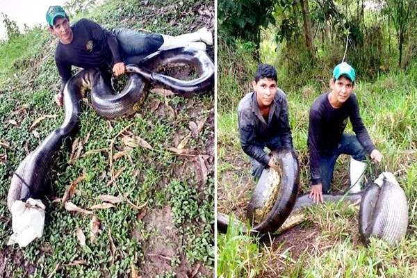 Sucuri de 6 metros é capturada após devorar animais em propriedade 