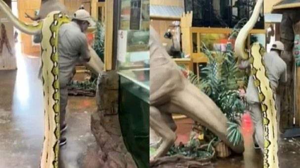 Cuidador de animais selvagens viraliza após carregar cobra de 113 kg e com 6,7 metros
