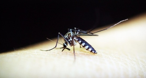 Dengue avança em áreas com pessoas menos imunizadas no Brasil 