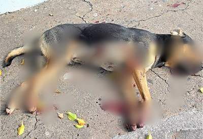 Dois são presos e um adolescente é apreendido por matarem cachorro a tiros