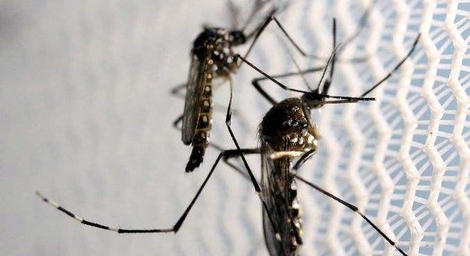 Dengue se espalha e pressiona serviços de saúde em cinco estados
