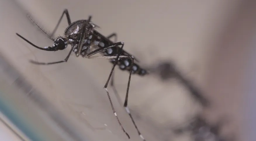 Em seis meses, Brasil registra 130% mais mortes por dengue do que todo o ano de 2021
