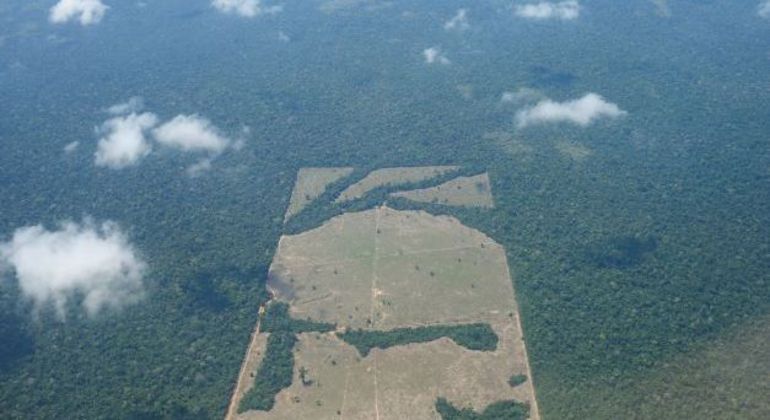 
Desmatamento cresce 20% em 2021 e Amazônia perde 18 árvores por segundo, revela estudo
