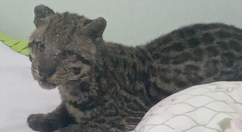 
Morador deixa janela aberta, e jaguatirica se instala em cama de criança