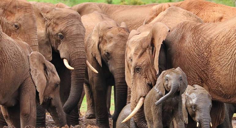 Gene encontrado em elefantes pode ser chave para evitar o câncer, dizem cientistas
