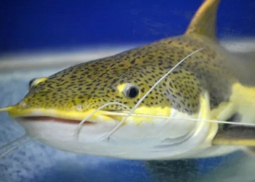 
Pesca de pintado passa a ser proibida em todo o Brasil a partir de setembro
