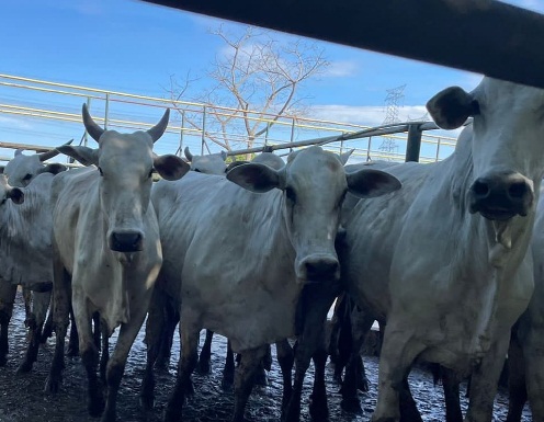 PC deflagra operação e recupera 20 animais furtados em Rondônia