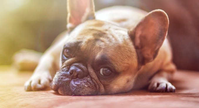 Mais duas marcas de petisco para cães podem ter usado substância contaminada
