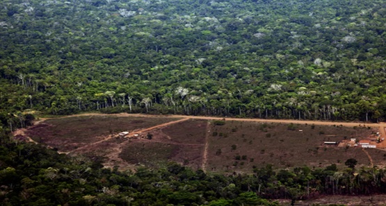 RO foi o 4º estado mais desmatado na Amazônia Legal em fevereiro