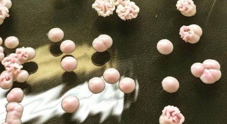 Abuso de remédios e lotação de UTIs na pandemia levaram a surto de fungo resistente
