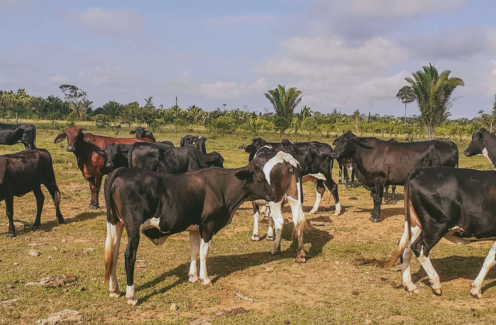 Porto Velho está em 1º lugar entre as capitais na produção de gado no Brasil
