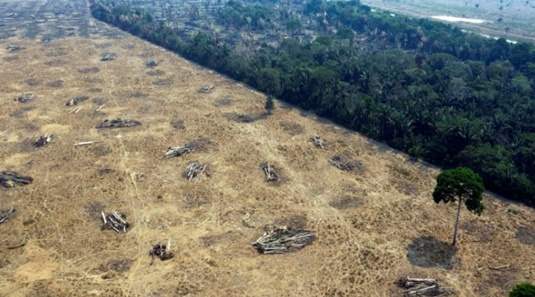 Acusados de invadir Resex Jaci-Paraná são condenados por dano ambiental