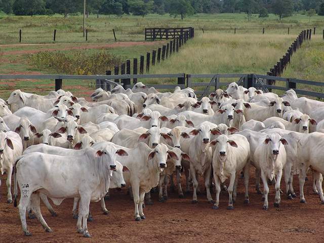 O mercado do gado bovino com muitas incertezas até atingir o equilibrio do mercado 