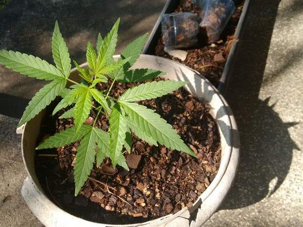 Jovem é preso ao ser flagrado transitando com pé de maconha em bicicleta