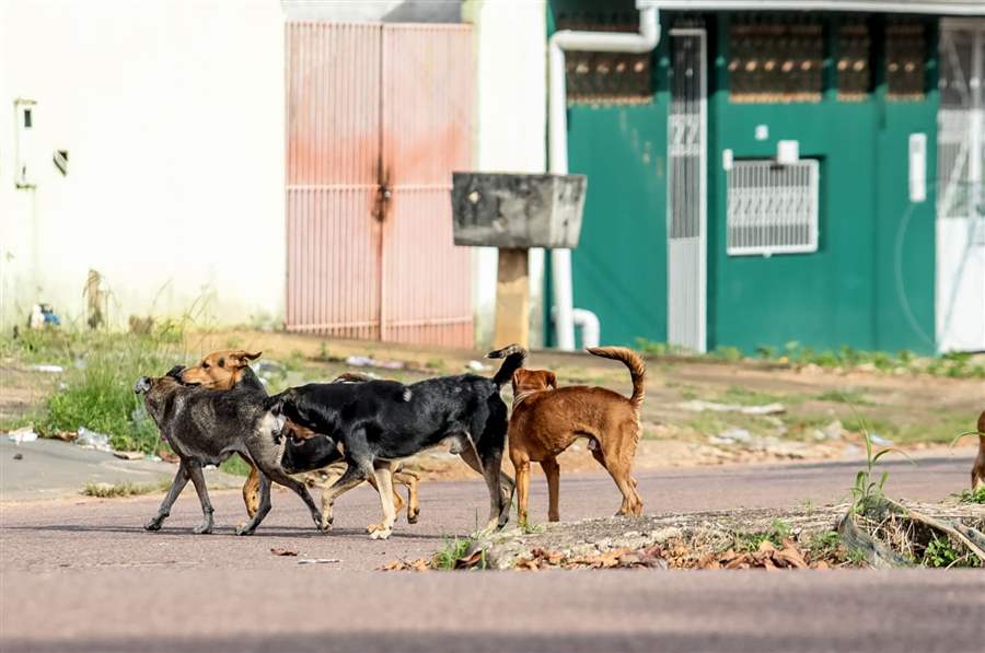 Prefeitura cria programa para informar sobre maus-tratos contra animais

