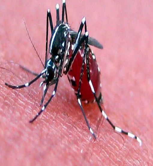 Casos de dengue em Porto Velho proliferam e  triplicam no primeiro trimestre 