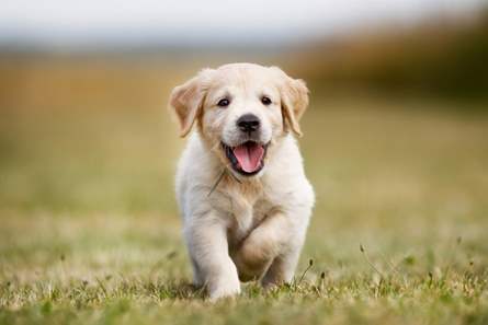Pet shop terá que indenizar dona de cachorro que morreu após procedimento 