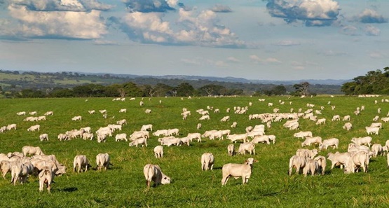 Porto Velho tem o 4º maior rebanho bovino do país, aponta pesquisa do IBGE

