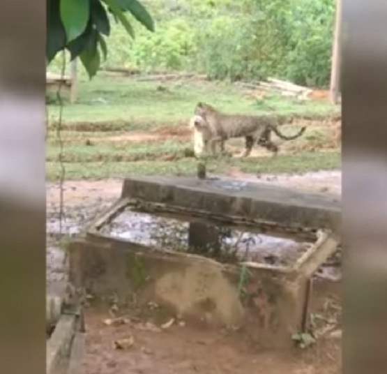 Onça carrega cachorro de estimação na zona rural de Porto Velho; Veja o vídeo
