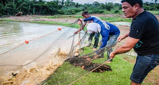Novas leis no licenciamento para Aquicultura em RO movimentam setor 