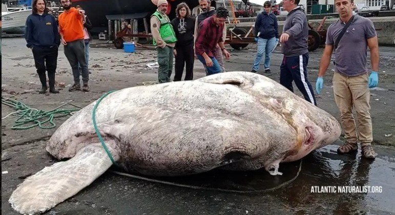 
Maior peixe ósseo já registrado pela ciência é encontrado em Portugal
