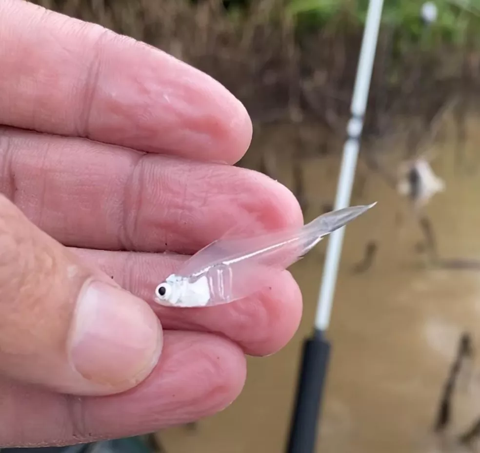 Pescador encontra peixe transparente raríssimo no rio Madeira em Porto Velho
