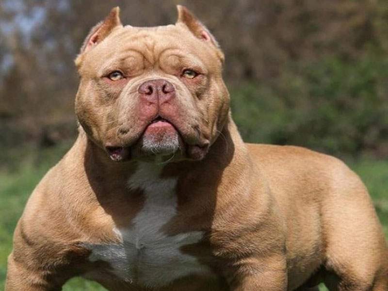 Pitbull ataca criança de dois anos que fica em estado grave 