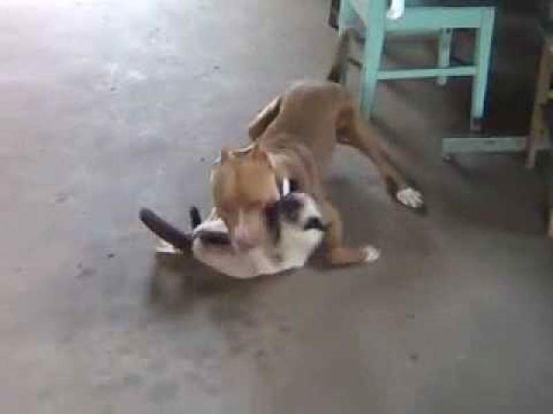 Cão Pitt bul ataca e mata gato e caso vai parar na Delegacia de Polícia