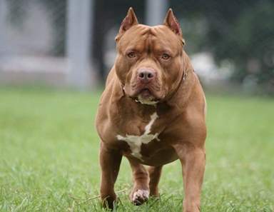 Homem rouba pitbull de vizinho e moradores espancam o ladrão