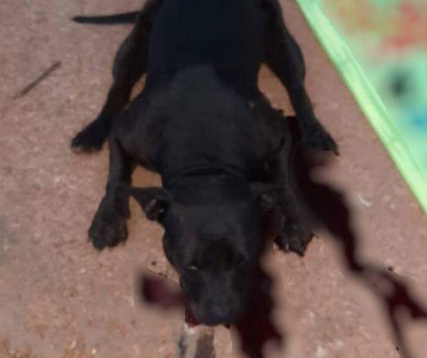 Pitbull mata criança de 2 anos e deixa o irmão dela ferido em estado grave