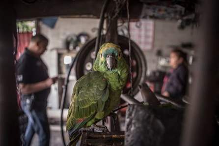 Polícia Federal faz operação para coibir venda ilegal de animais silvestres em São Paulo 