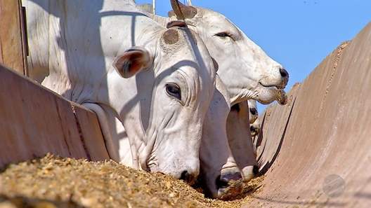 É ate sexta-feira prazo para criadores fazerem declaração de rebanhos