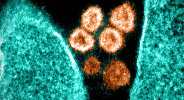 
Infecção pela Ômicron não impulsiona imunidade fornecida por vacinas
