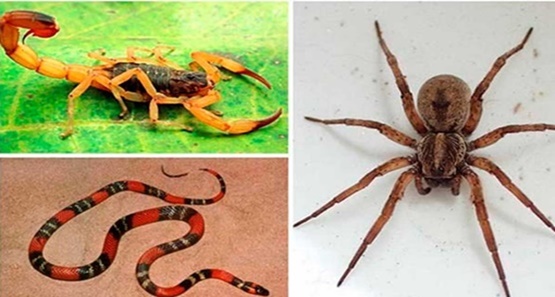 Animais peçonhentos já vitimaram 132 pessoas nos três primeiros meses do ano 