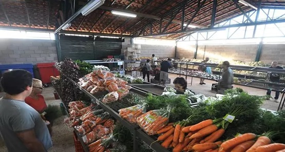 Pesquisa aponta que cenoura tem maior queda no preço em maio e cebola é a que mais subiu